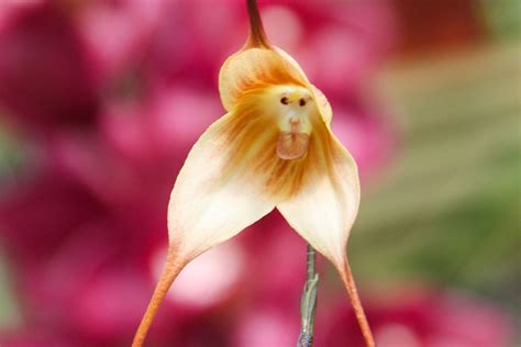 猴子千字图|monkey flower